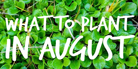 What Vegetables to Plant In August? primary image