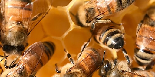 Secret Life of Bees: Open Hive Experience