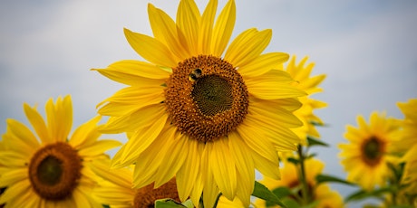 Gloagburn Sunflower Trail & Pick Your Own