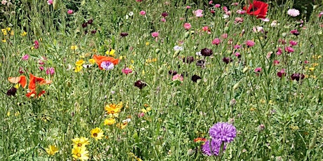 All about summer wildflowers: online wildlife training session