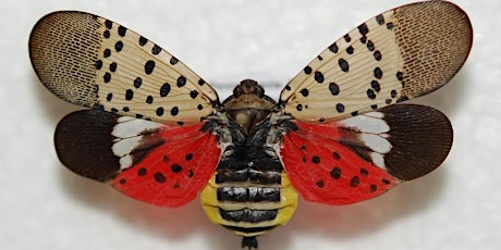 Make and Take Spotted Lanternfly Trap