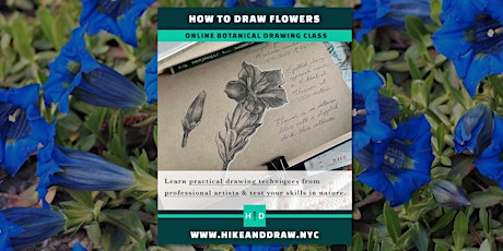 How to Draw Flowers: Trumpet Gentian