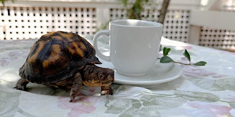 Tea Time with Turtles