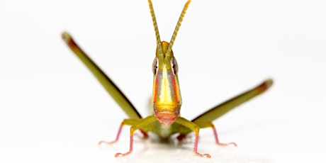 The Australian grasshopper that’s given up sex