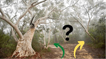 Choose Your Own Adventure: The Australian Bush