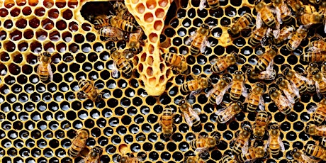 Intro to Bee Keeping with a Honey Tasting Experience