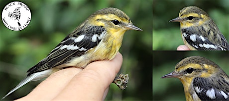 Birds at Home: Exploring Fall Warblers