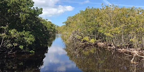 Meditate among the Mangroves --  at the Wildlife Education Boardwalk