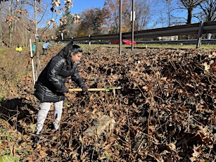 Invasive Plant Removal on the Bronx River Pathway