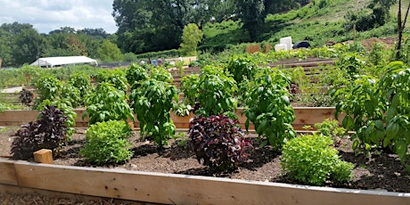 August Gardening 101: Keeping Your Garden Healthy