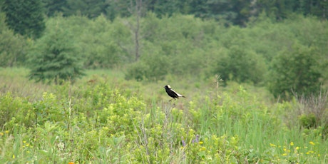 Alive in the Fields: Understanding Grassland Bird Habitat and Protection