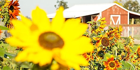 French Prairie Gardens Sunflower Festival