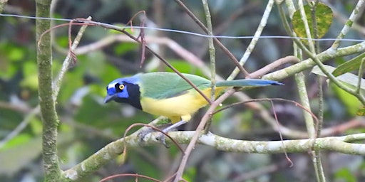Birding Honduras