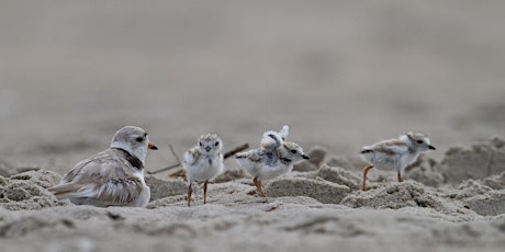 Primaire afbeelding van Bird-watching Tour of the Rockaways to Benefit RISE