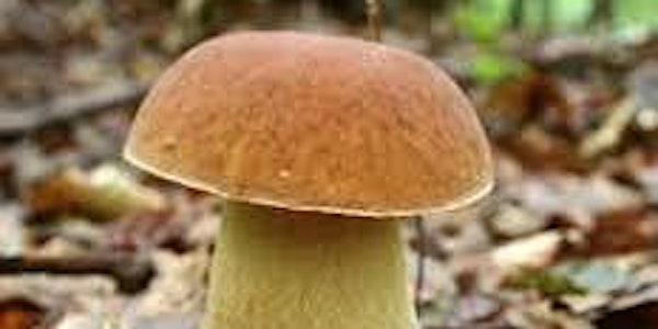 Wild Edible plants and Mushroom Identification walk at Santa Fe Ski Basin