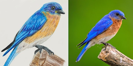 Drawing Birds with Prismacolor Premier Pencils