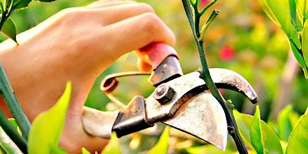 Pruning Fruit Trees