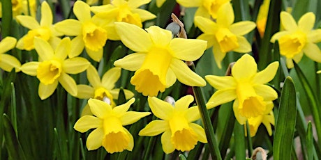Daffodil Day Fundraiser