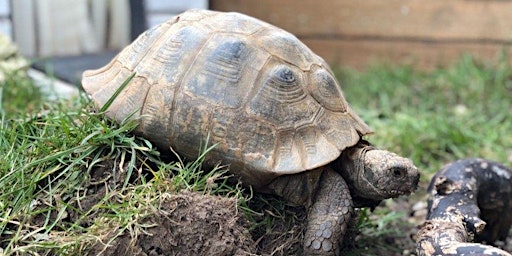 Tortoise husbandry and healthcare day workshop - Presentation and practical