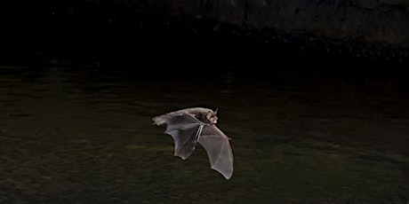 Bat Walk for Members Only