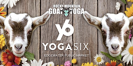 Baby Goat Yoga - August 20th (YOGA SIX - EDGEWATER)