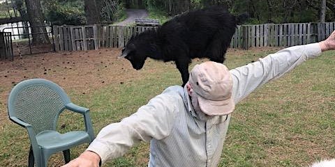 Play with Small Goats , Alpacas and Pigs in Culpeper