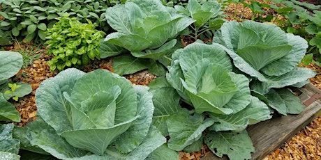 Fall Gardening - Traditional vegetables and some new options