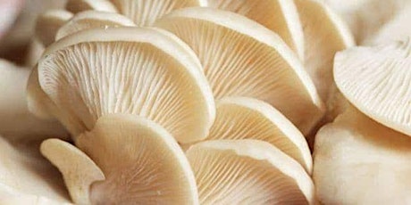 Oyster Mushroom Cultivation and Cooking Workshop primary image