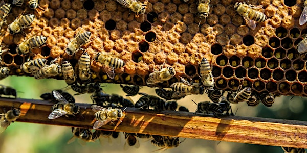 Beekeeping Series Part 1 - Introduction to Beekeeping