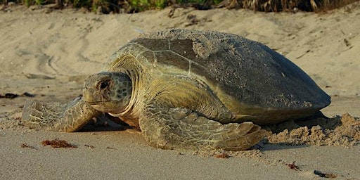 Sea Turtles of Florida