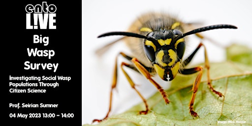 Big Wasp Survey: Investigating Social Wasp Populations