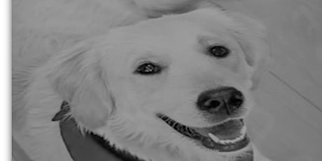 ADA Service Animals & Sensitive Training (Virtual Spanish)