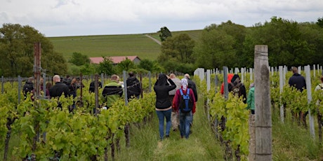 Singlewandern und Weinprobe in der Pfalz bis 50