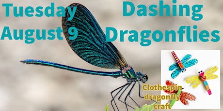 Dashing Dragonflies and Darling Damselflies!