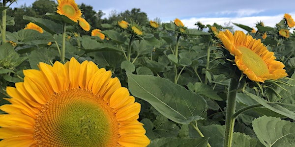 2022 Rogish Farm Cut Your Own Sunflowers (admission fee collected at field)