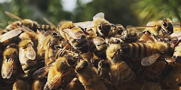 Beyond Basics: Late Summer/Fall Beekeeping