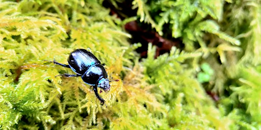 Beetle and Bug Hunt (World Habitat Day)