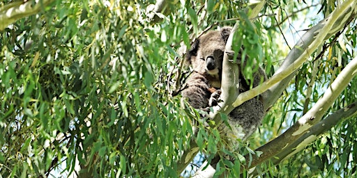 Workshop: Creating koala habitat (Gloucester)