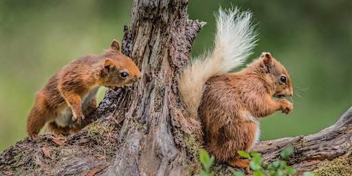 Hawick, Selkirk and Denholm Red Squirrel Group