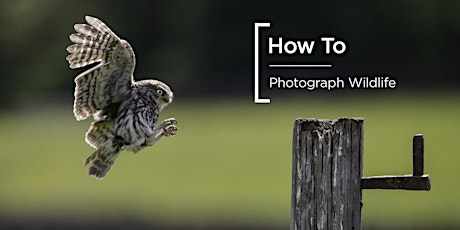 How To | Photograph Wildlife