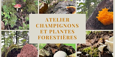 Atelier Champignons Et Plantes Forestières