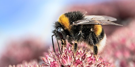 Pollinators:  Beyond Bees & Butterflies (webinar)