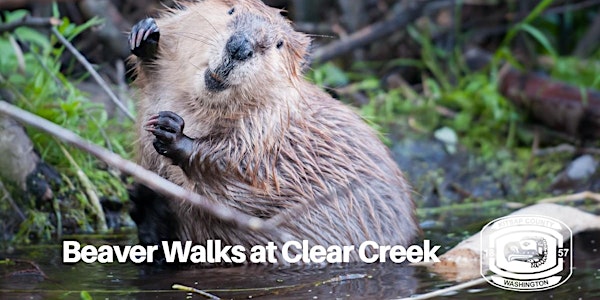 Fall 2022 Kitsap County Nature and Beaver Walk at Clear Creek