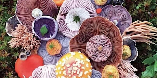 Grown-Up Workshop Series: Fantastic Fungi! Mushrooms!