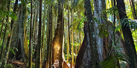 Forest Bathing and nature connection experience - Mt Tamborine