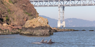 Stewardship Saturday: Searching for Marine Mammals in San Francisco Bay