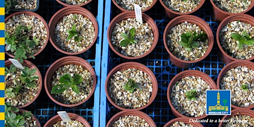 Horticulture Series - From the Ground Up: Propagating Plants