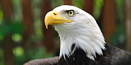 Eagles in Connecticut: Return of an Icon