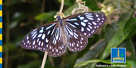 Sustainable Living: Brisbane's Big Butterfly count!