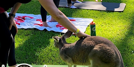 Advanced Yoga with the Kangaroos